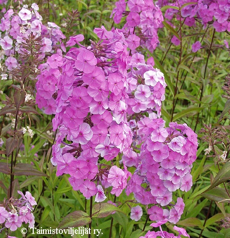Phlox maculata 'Alpha'